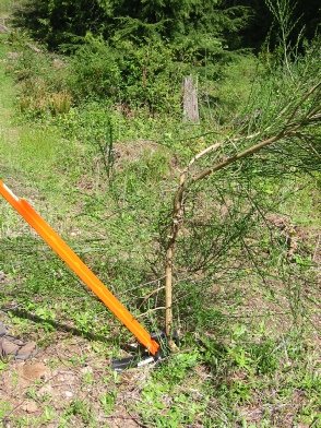 man som drar upp träd med extractigator